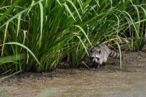 raccoon